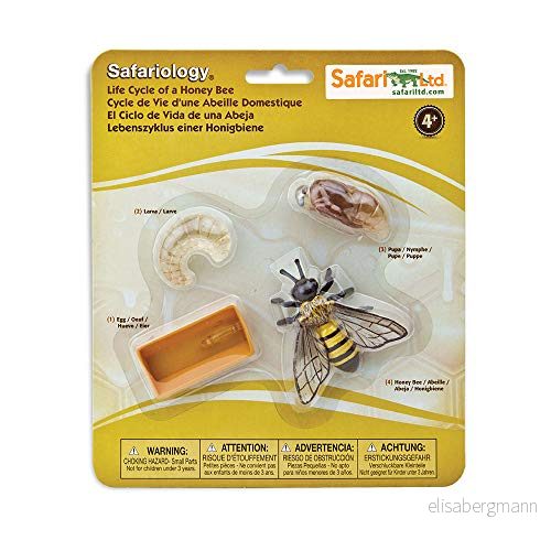 Safari 622716 livscykel av ett honungsbi 958666622701