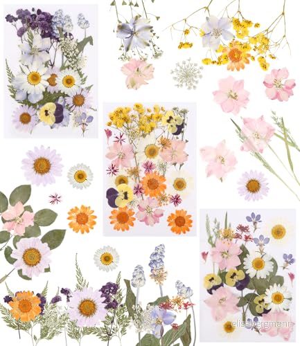 66 stycken pressade blommor, torkade gör det själv design 640711478165