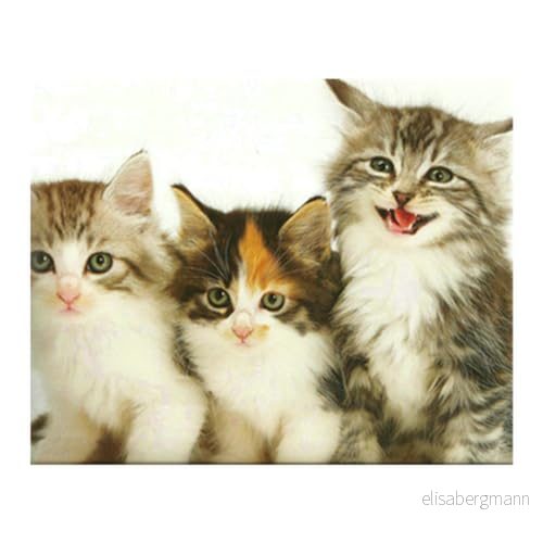 Pracht Creative hobby Diamond Painting set, bild med motiv katter och tillbehör, pysselset för målning strass, barn från 5 år 4016490436317