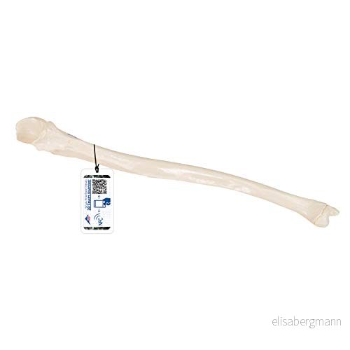 3B Scientific Vetenskaplig Ulna modell + anatomi programvara smart 4053083023141